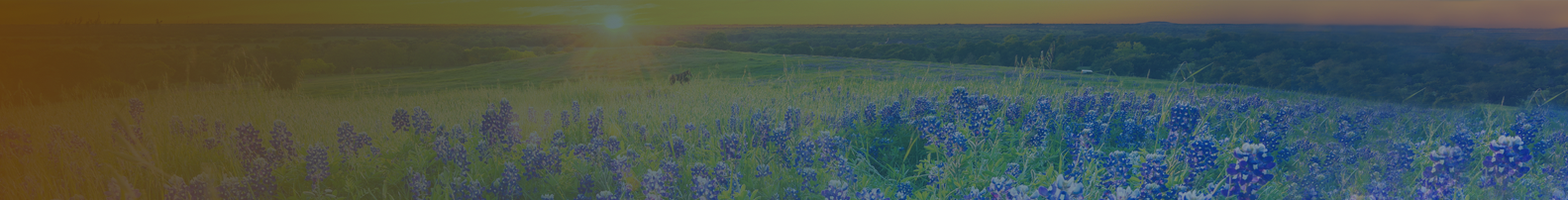 Photo of Blue Bonnets at dusk